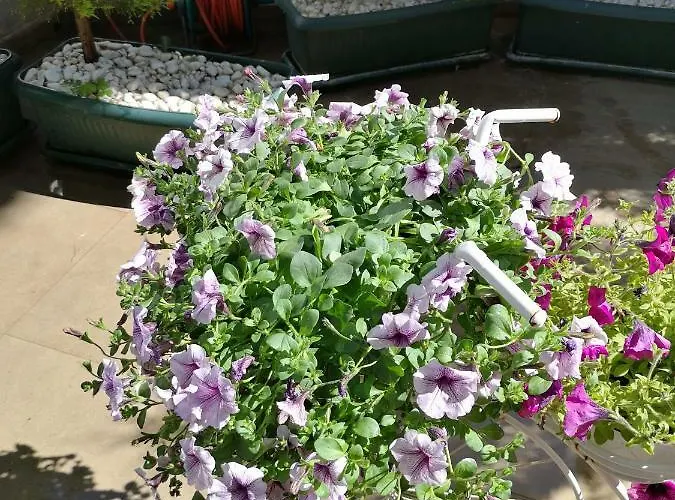 Hotel City Hotel Marmaris Marmaris